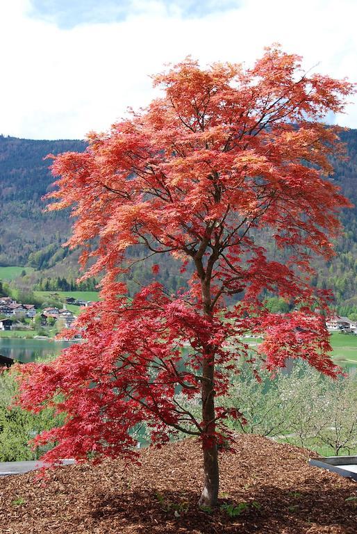 Armona Medical Alpinresort Thiersee Kültér fotó